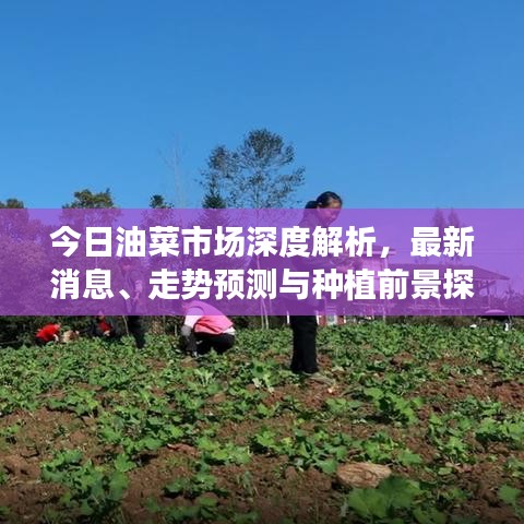 今日油菜市场深度解析,最新消息、走势预测与种植前景探讨