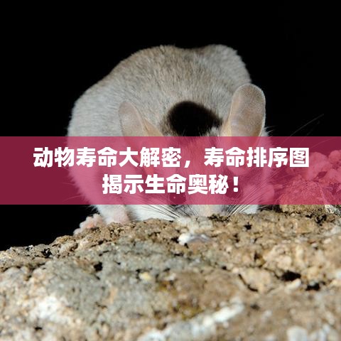 动物寿命大解密，寿命排序图揭示生命奥秘！