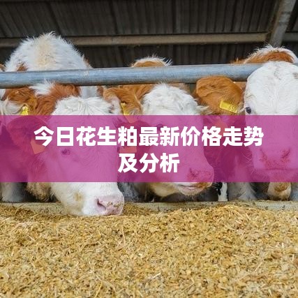 今日花生粕最新价格走势及分析