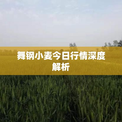 舞钢小麦今日行情深度解析