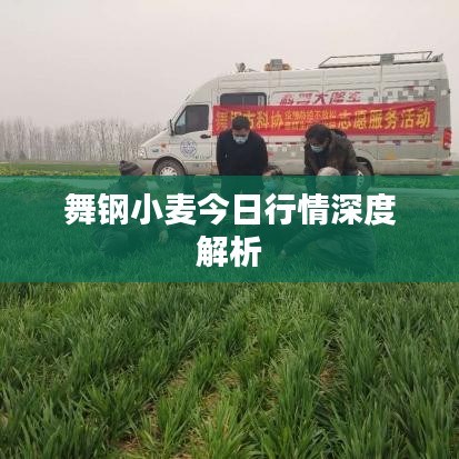 舞钢小麦今日行情深度解析