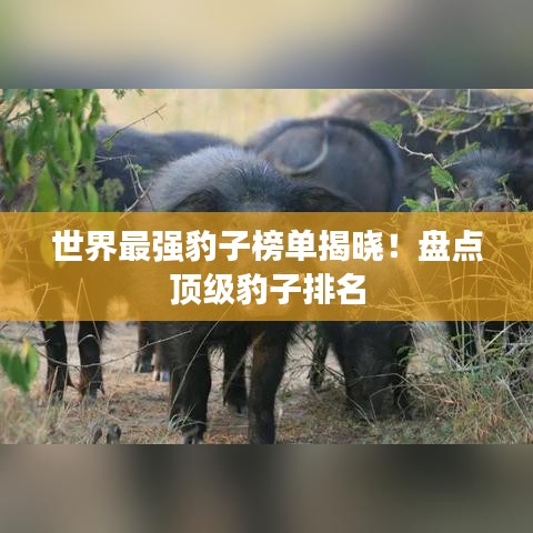 世界最强豹子榜单揭晓！盘点顶级豹子排名