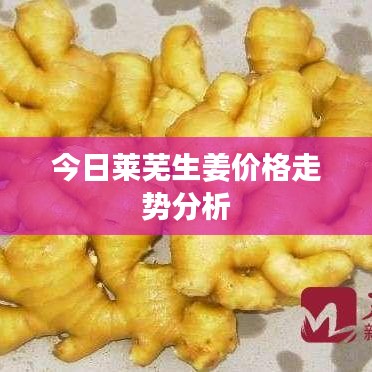 今日莱芜生姜价格走势分析