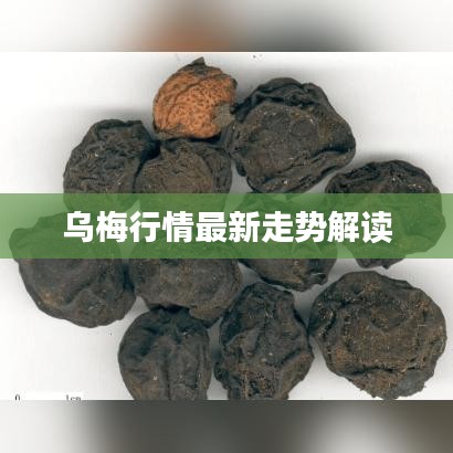 乌梅行情最新走势解读