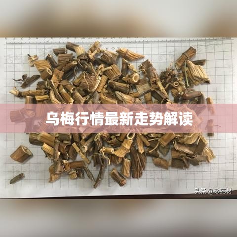 樱桃APP官方下载,平衡策略实施 T_v1.267