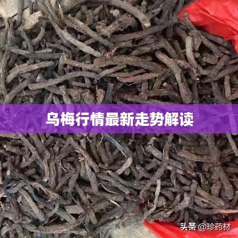 乌梅行情最新走势解读