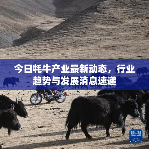 今日牦牛产业最新动态，行业趋势与发展消息速递