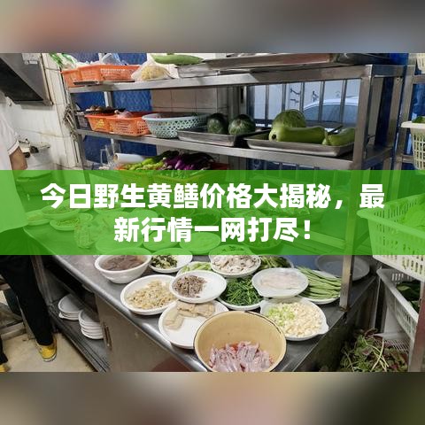 今日野生黄鳝价格大揭秘，最新行情一网打尽！