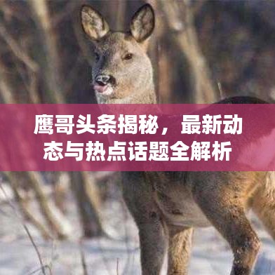 鹰哥头条揭秘，最新动态与热点话题全解析