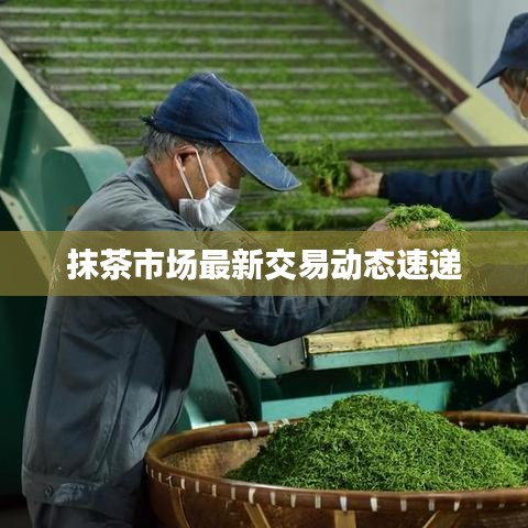 抹茶市场最新交易动态速递