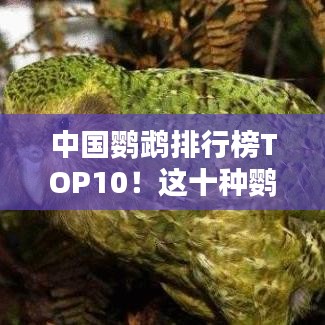 中国鹦鹉排行榜TOP10！这十种鹦鹉你一定不能错过！
