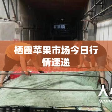 栖霞苹果市场今日行情速递