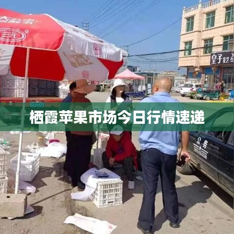 栖霞苹果市场今日行情速递