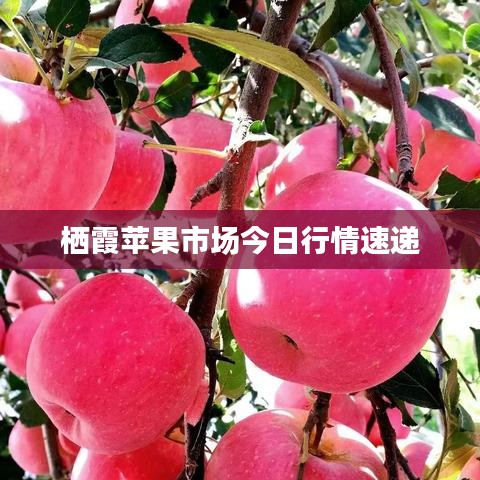 栖霞苹果市场今日行情速递
