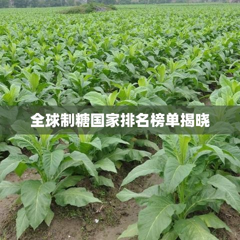 全球制糖国家排名榜单揭晓