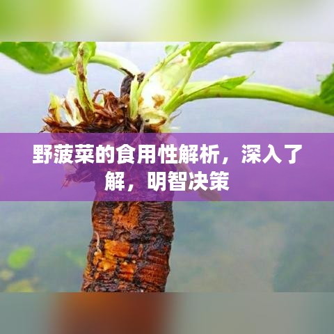 野菠菜的食用性解析,深入了解,明智决策