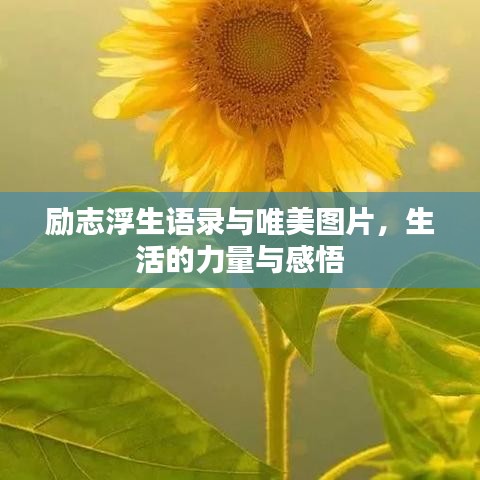 励志浮生语录与唯美图片，生活的力量与感悟