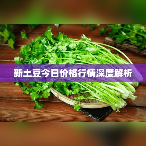 新土豆今日价格行情深度解析
