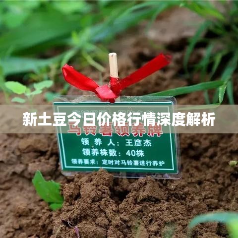 新土豆今日价格行情深度解析