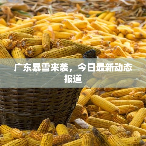 广东暴雪来袭，今日最新动态报道