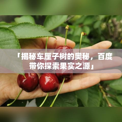 「揭秘车厘子树的奥秘，百度带你探索果实之源」