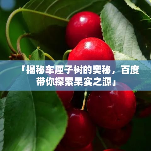 「揭秘车厘子树的奥秘,百度带你探索果实之源」