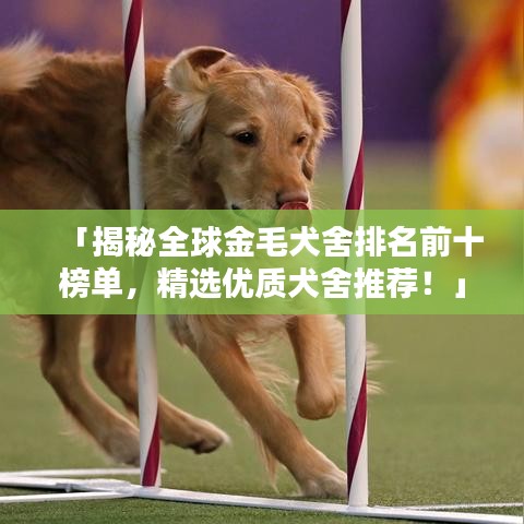 「揭秘全球金毛犬舍排名前十榜单，精选优质犬舍推荐！」