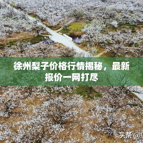 徐州梨子价格行情揭秘，最新报价一网打尽
