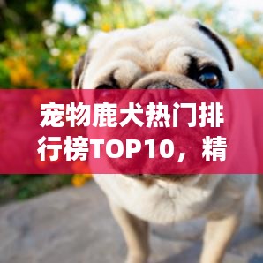 宠物鹿犬热门排行榜TOP10,精选前十名鹿犬品种介绍