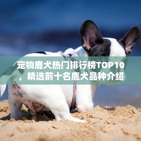 宠物鹿犬热门排行榜TOP10,精选前十名鹿犬品种介绍