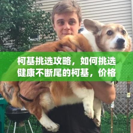 柯基挑选攻略，如何挑选健康不断尾的柯基，价格及饲养注意事项全解析