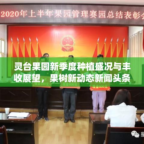 灵台果园新季度种植盛况与丰收展望，果树新动态新闻头条
