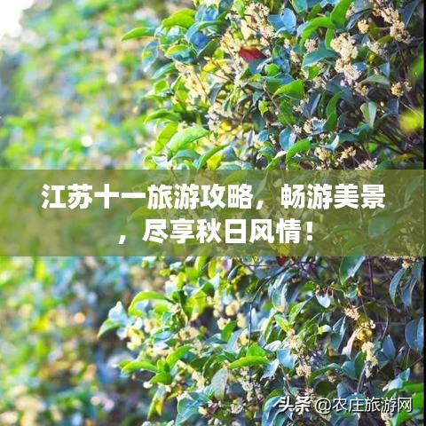 江苏十一旅游攻略,畅游美景,尽享秋日风情!