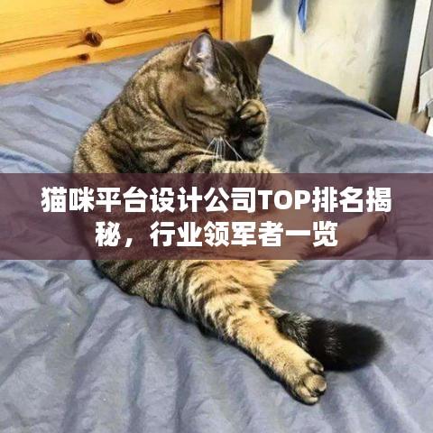 猫咪平台设计公司TOP排名揭秘，行业领军者一览