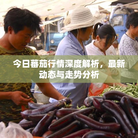 今日蕃茄行情深度解析,最新动态与走势分析