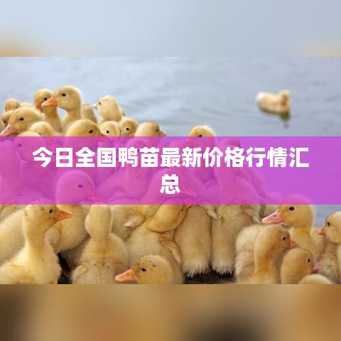 今日全国鸭苗最新价格行情汇总