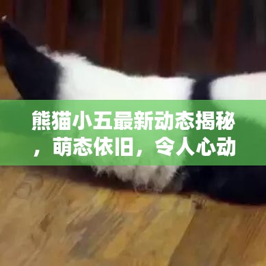 熊猫小五最新动态揭秘，萌态依旧，令人心动不已！
