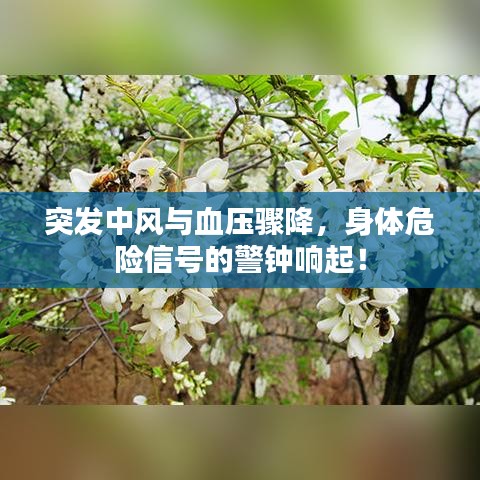 突发中风与血压骤降，身体危险信号的警钟响起！