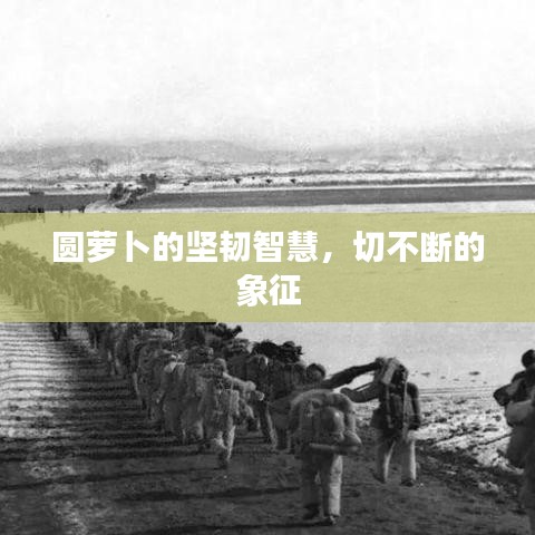 圆萝卜的坚韧智慧,切不断的象征