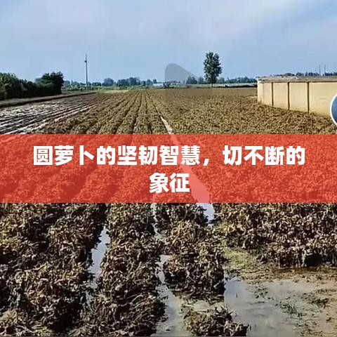 圆萝卜的坚韧智慧,切不断的象征