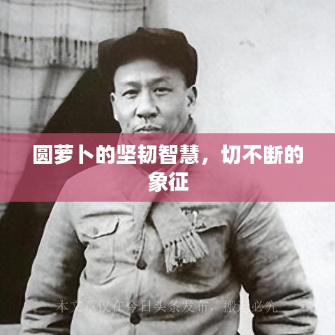 圆萝卜的坚韧智慧,切不断的象征