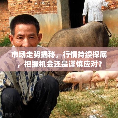 市场走势揭秘,行情持续探底,把握机会还是谨慎应对?