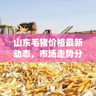 山东毛猪价格最新动态，市场走势分析、预测与最新图表概览