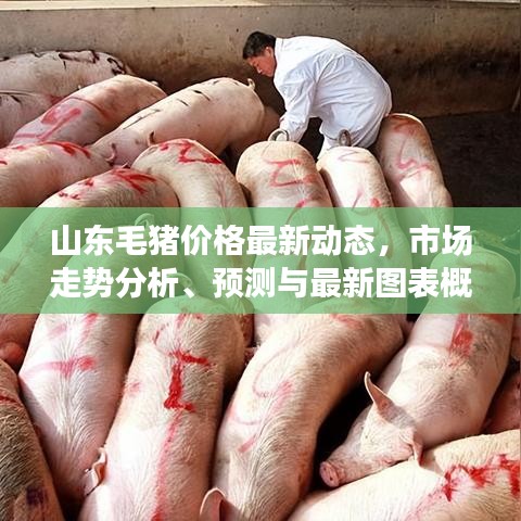 山东毛猪价格最新动态,市场走势分析、预测与最新图表概览