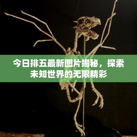 今日排五最新图片揭秘，探索未知世界的无限精彩