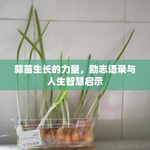 蒜苗生长的力量,励志语录与人生智慧启示
