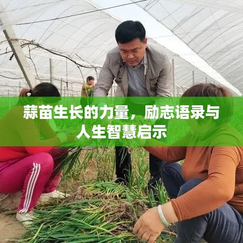 蒜苗生长的力量,励志语录与人生智慧启示