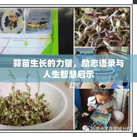 蒜苗生长的力量,励志语录与人生智慧启示