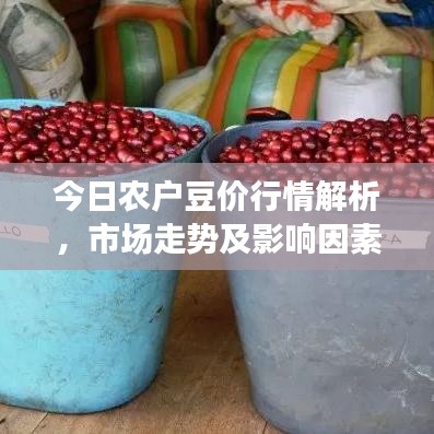 今日农户豆价行情解析，市场走势及影响因素深度探讨