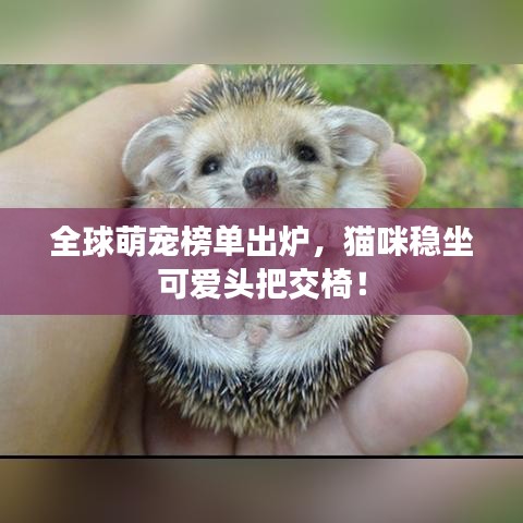 全球萌宠榜单出炉，猫咪稳坐可爱头把交椅！